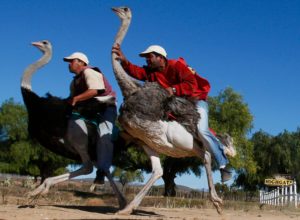 2 mean.  each riding an ostrich.